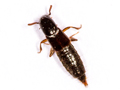 Othius laeviusculus
